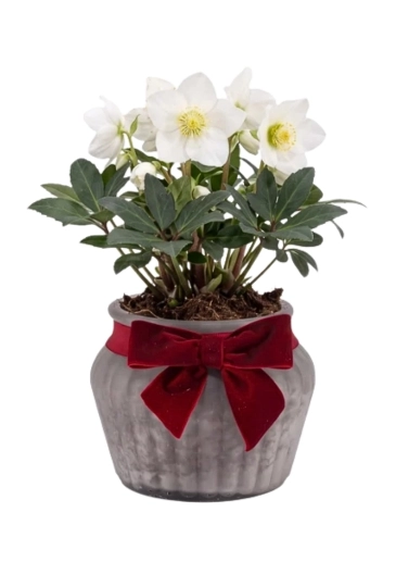This hellebore comes ready to display in its frosted glass container